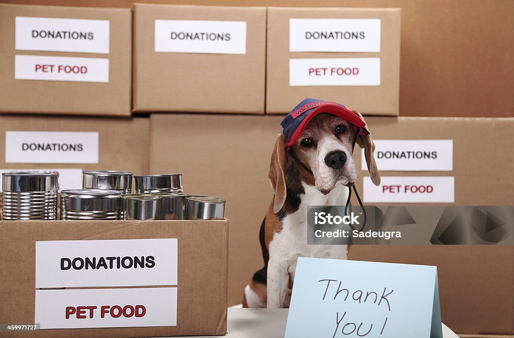 Cute little dog with volunteer cap receiving pet food donations for homeless dogs